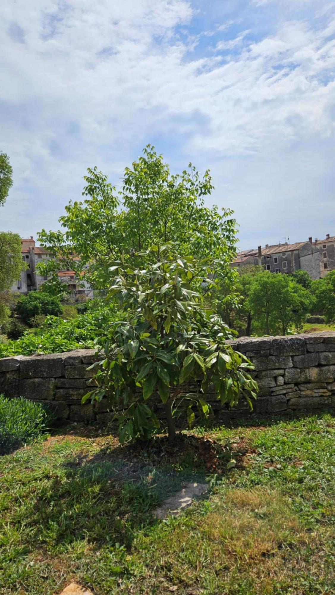 Dulcis Domus